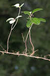 Eastern teaberry <BR>Wintergreen